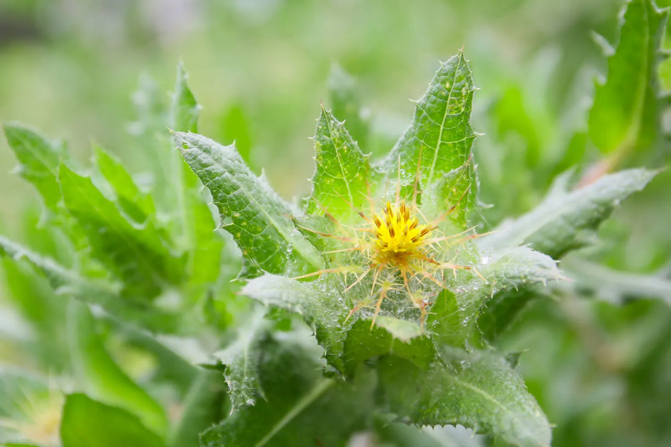 Blessed Thistle vs. Milk Thistle: What's the Difference? – Dose