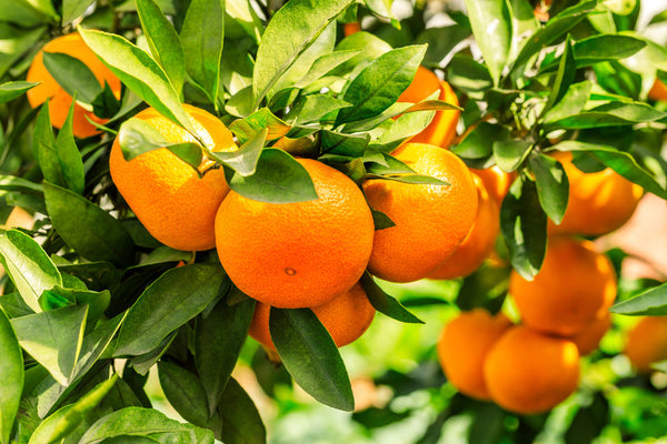 5 Orange Benefits for Skin