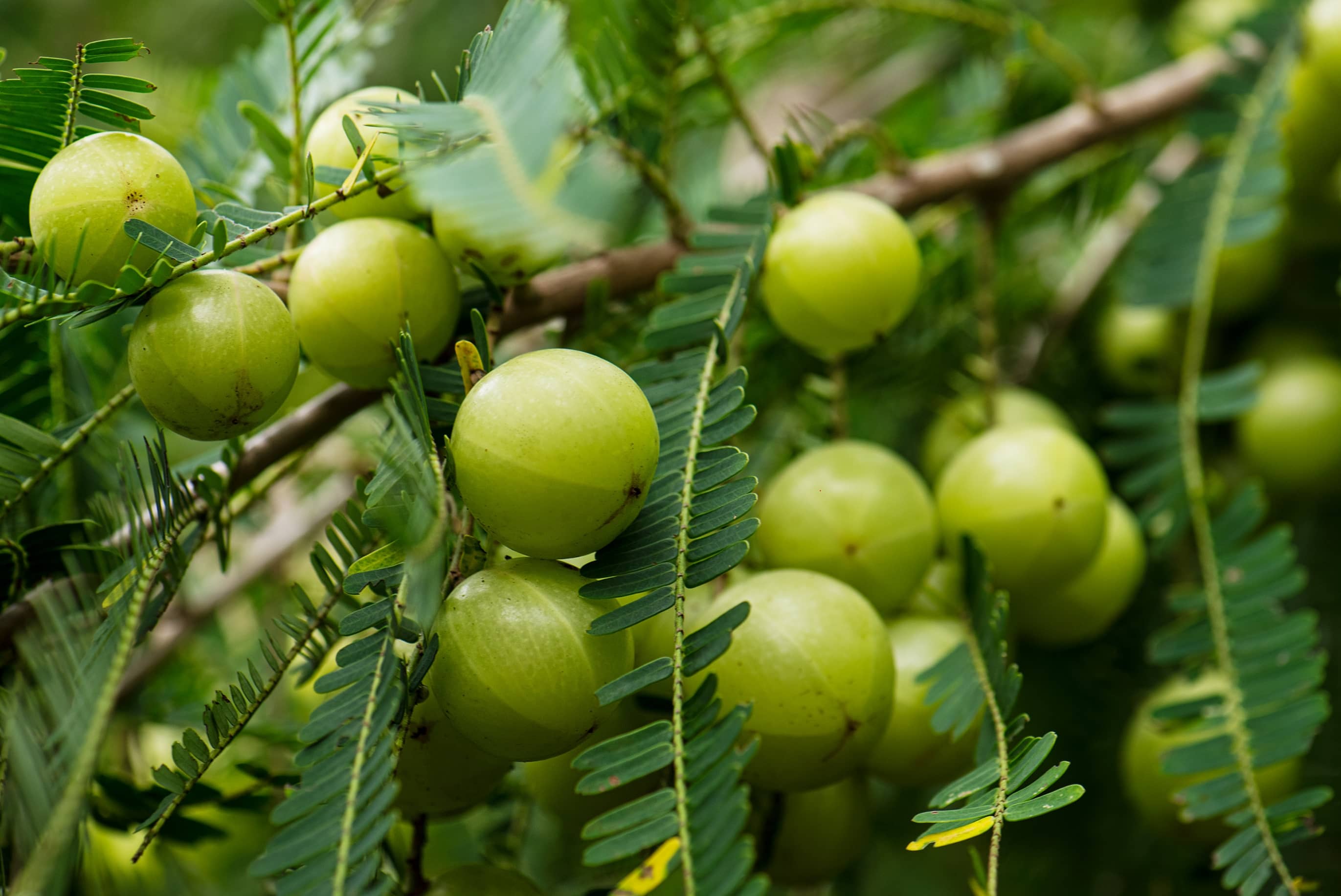 6 Health Benefits of Amla