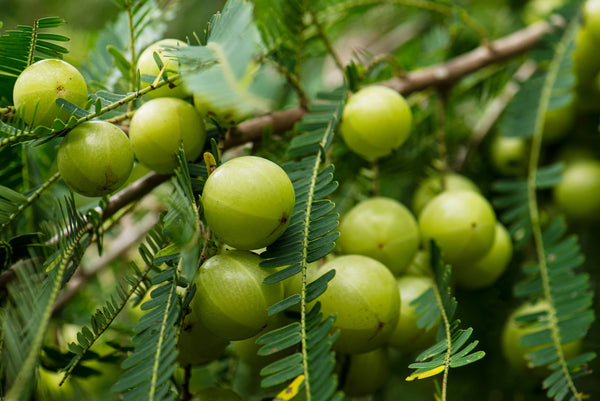 6 Health Benefits of Amla