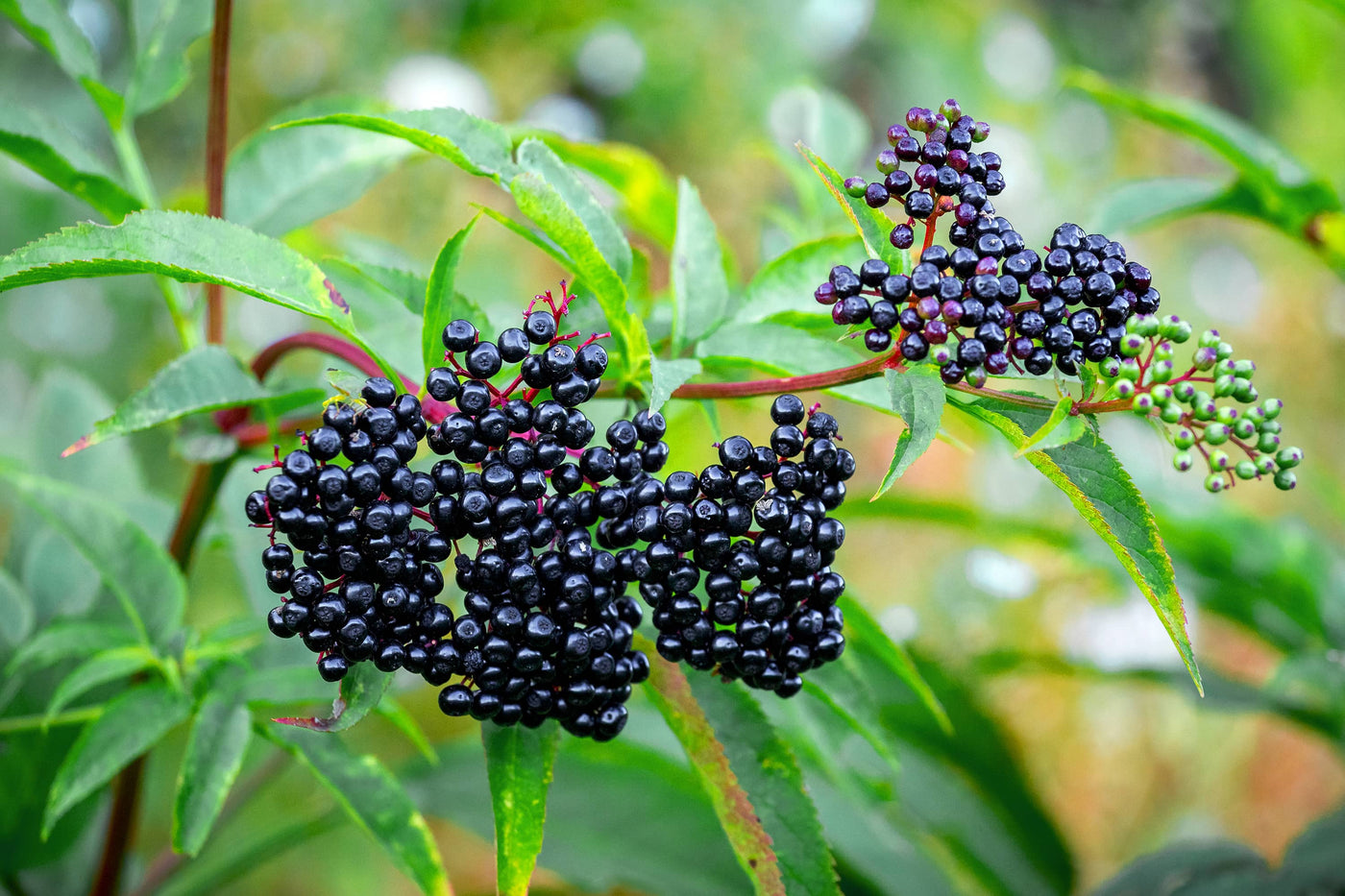 8 Health Benefits of Elderberry