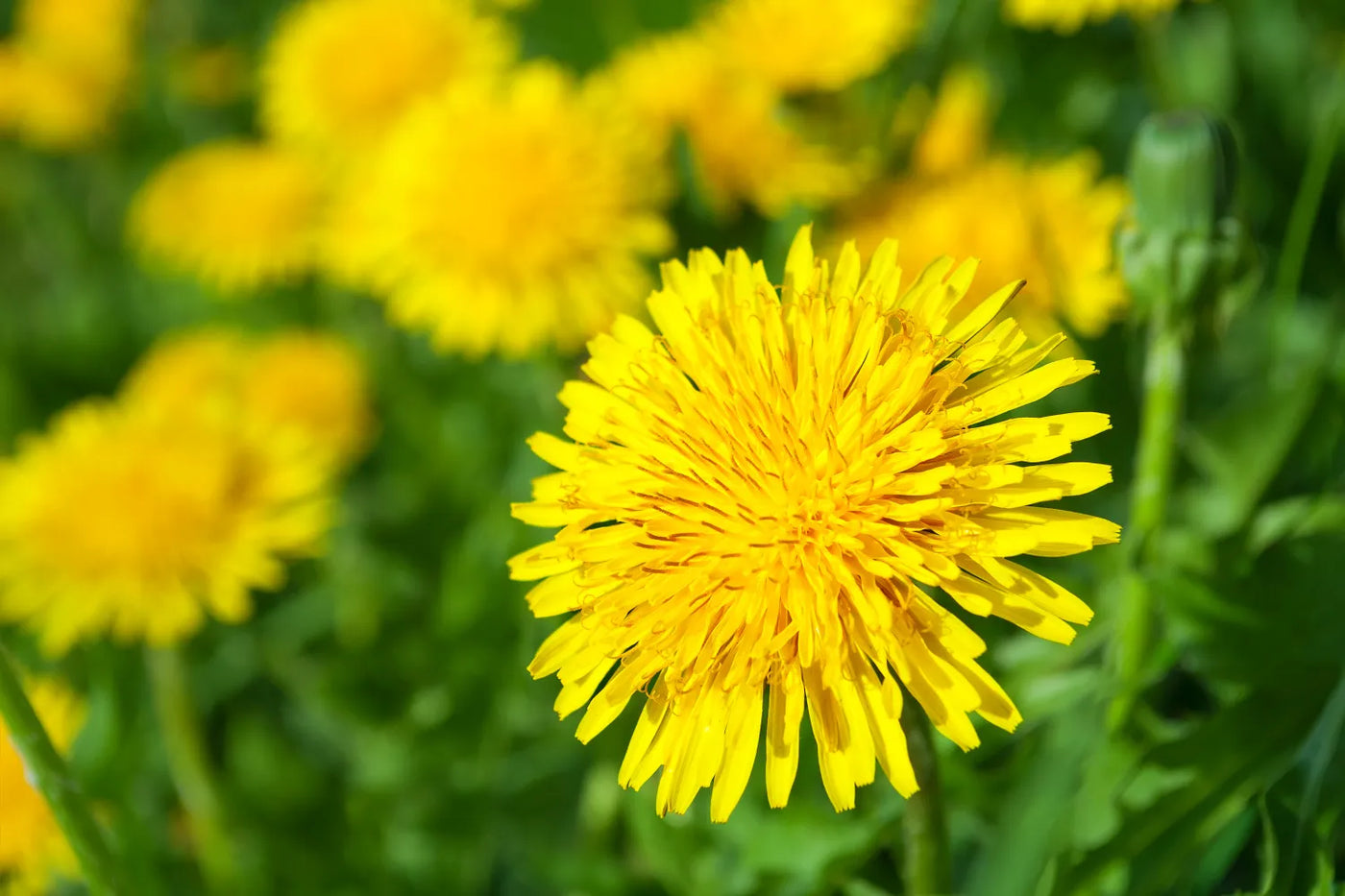 9 Health Benefits of Dandelions