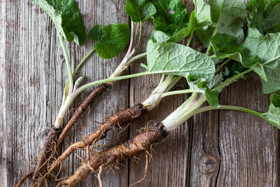 The 10 Best Herbs for Liver Health