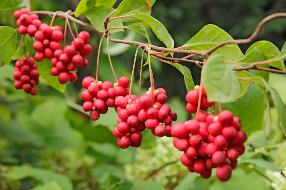 Does Schisandra Have Benefits for Women?