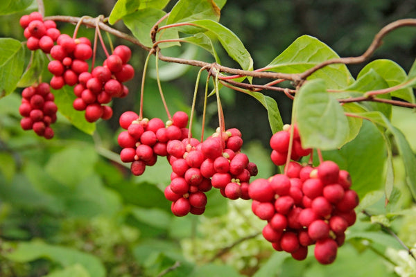 Does Schisandra Have Benefits for Women?