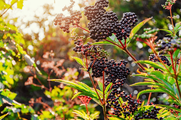 Elderberry's Role in Liver Function
