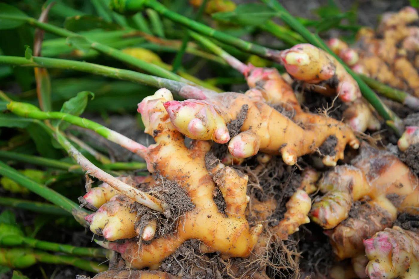 Is Ginger Considered a Superfood?