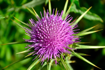 When To Take Milk Thistle: Morning or Night?