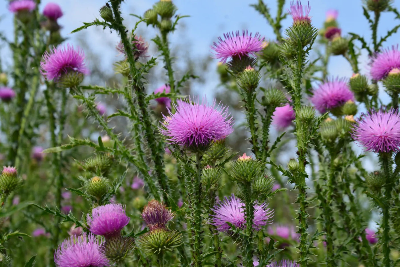 10 Health Benefits of Milk Thistle