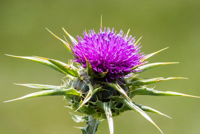 Does Milk Thistle Help Your Liver?