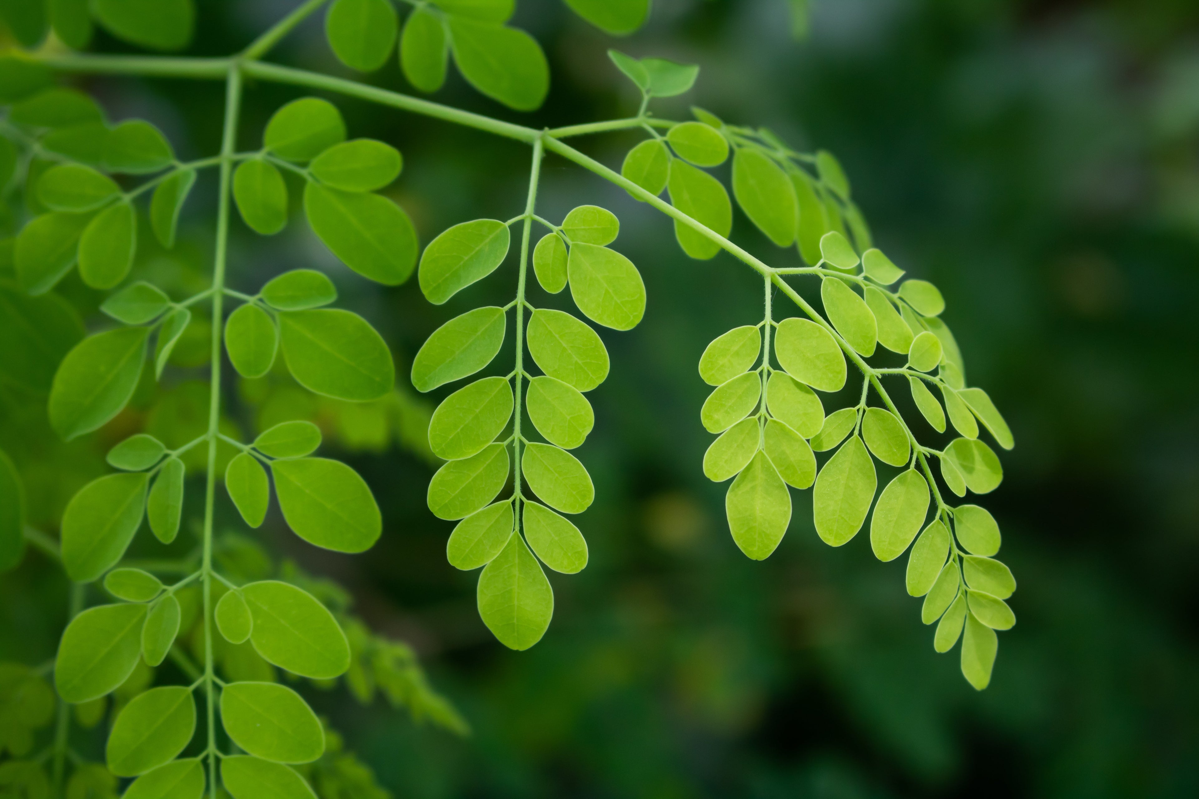 Moringa Benefits: Nutrient-Dense Leaves for Daily Wellness