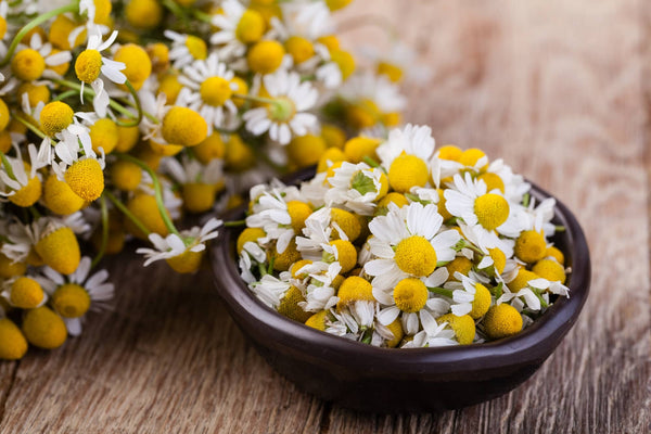What Are the Health Benefits of Chamomile?