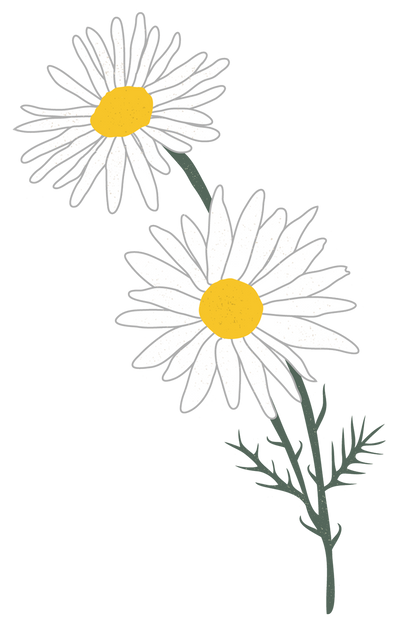 Chamomile