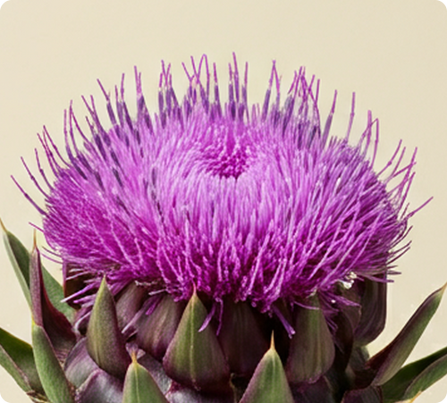 Milk Thistle