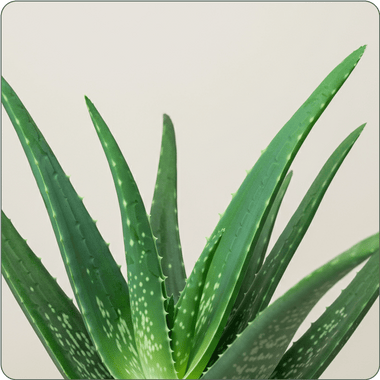 Aloe Vera