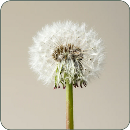 Dandelion