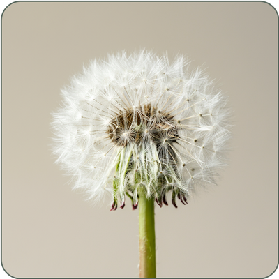Dandelion