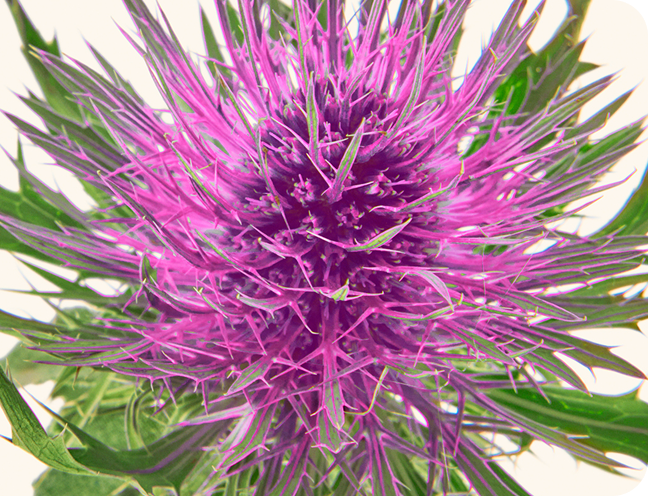 Milk thistle flower