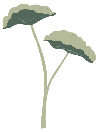 Centella Asiatica