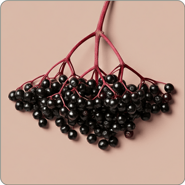 Elderberry