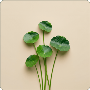 Centella Asiatica