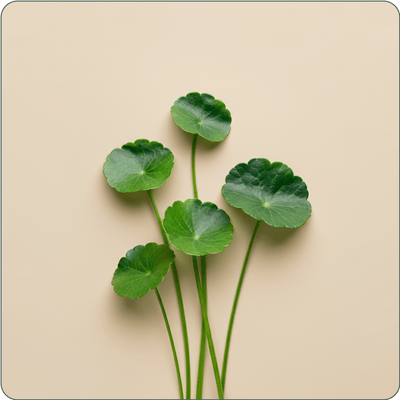 Centella Asiatica