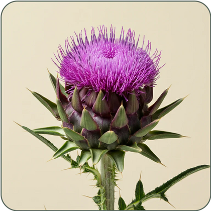 Milk Thistle