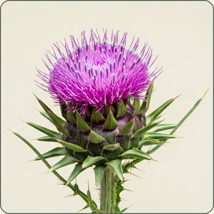Milk Thistle